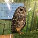 【閉店】一番町でモフモフふくろうに癒され中　～ふくろうカフェ仙台福郎～