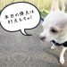 愛犬と一緒に新緑あふれる公園をお散歩 ～南中山公園～