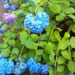 スロープカーに揺られ季節の紫陽花を愛でる ~船岡城址公園~【柴田町】