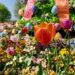 かわいいイースターエッグに、色とりどりのチューリップ・ビオラ・菜の花♪～やくらいガーデン/加美町～