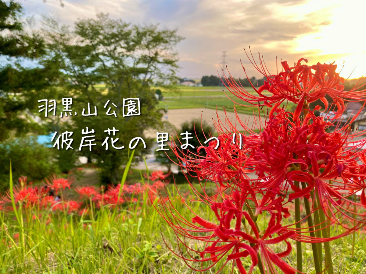大崎市古川 真っ赤な絨毯 羽黒山公園の彼岸花が満開 せんだいマチプラ