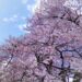 『歴史と古民家と桜の町～福島県伊達郡川俣町』【宮城歴史浪漫シリーズvol.64】