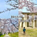 東松島市の桜の名所！ブルーインパルスと桜を一緒に楽しめる千本桜「滝山公園」【東松島市】