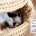①盛岡の保護猫施設を視察してきた～譲渡型保護ねこカフェ もりねこ
